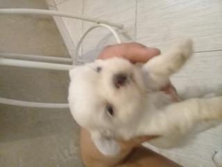 Vende Se Cachorros Shih Tzu