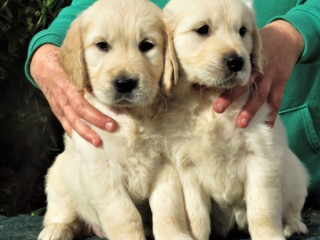 2 Adoráveis Filhotes De Golden Retriever Para Adoção Gratuita